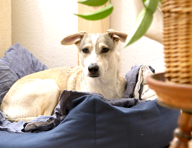 Promoting Animal Rights and Welfare